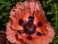 Große hellrote Mohnblüte mit schwarzen Tupfen